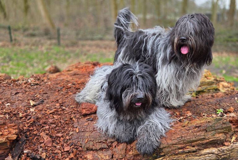 Schapendoezen samen in het bos