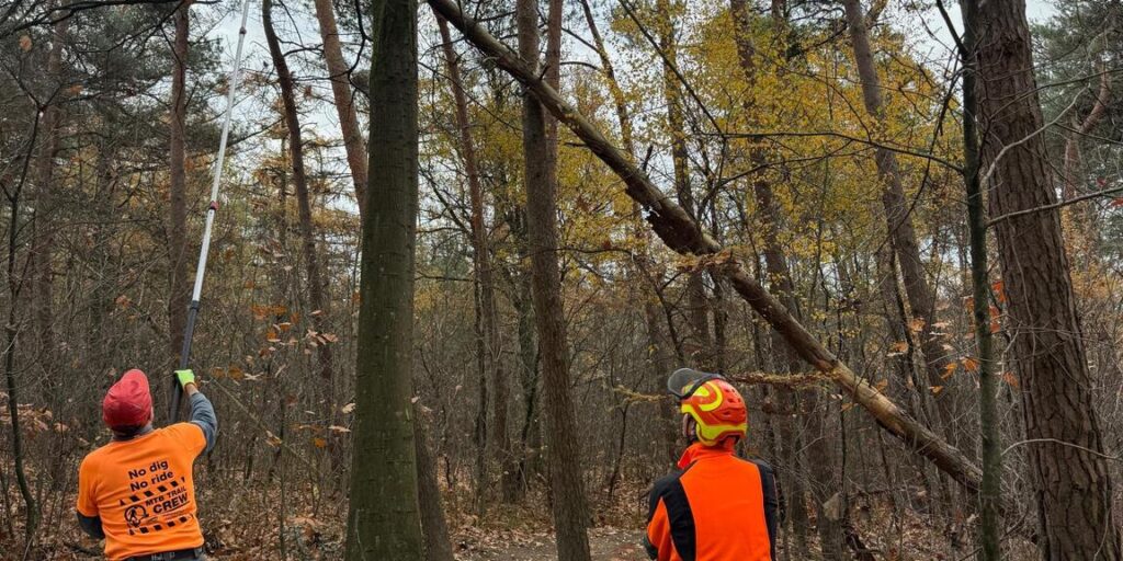 Mountainbike route Utrechtse Heuvelrug wordt onderhouden door vrijwilligers tijdens het snoeien